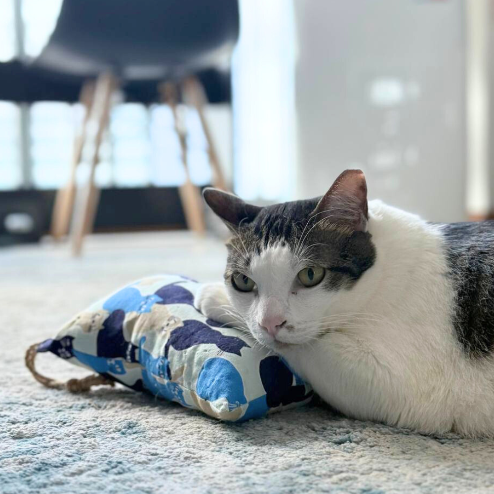 CHONKY Catnip Kicker in Canvas – Blue Whisker Crew